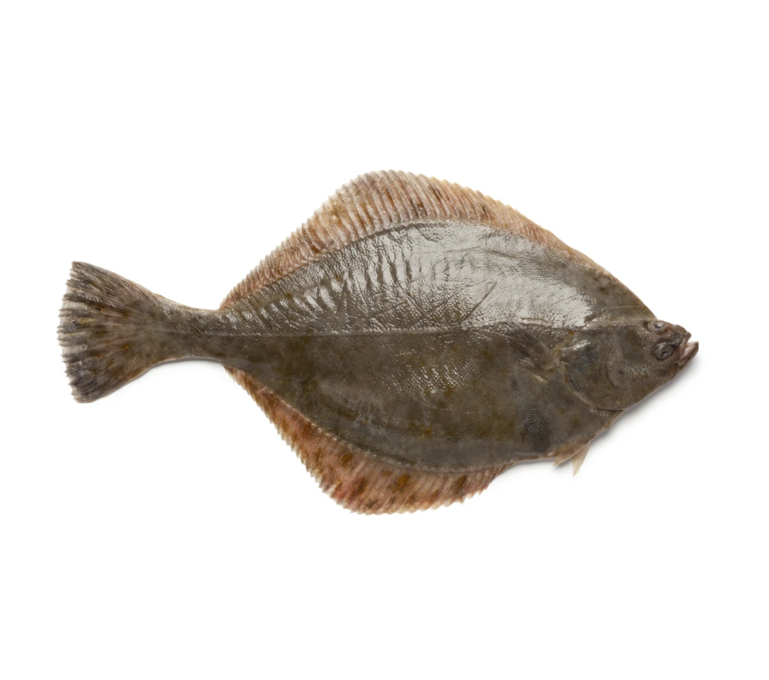 Fladra-EVIS-ryby-swieze