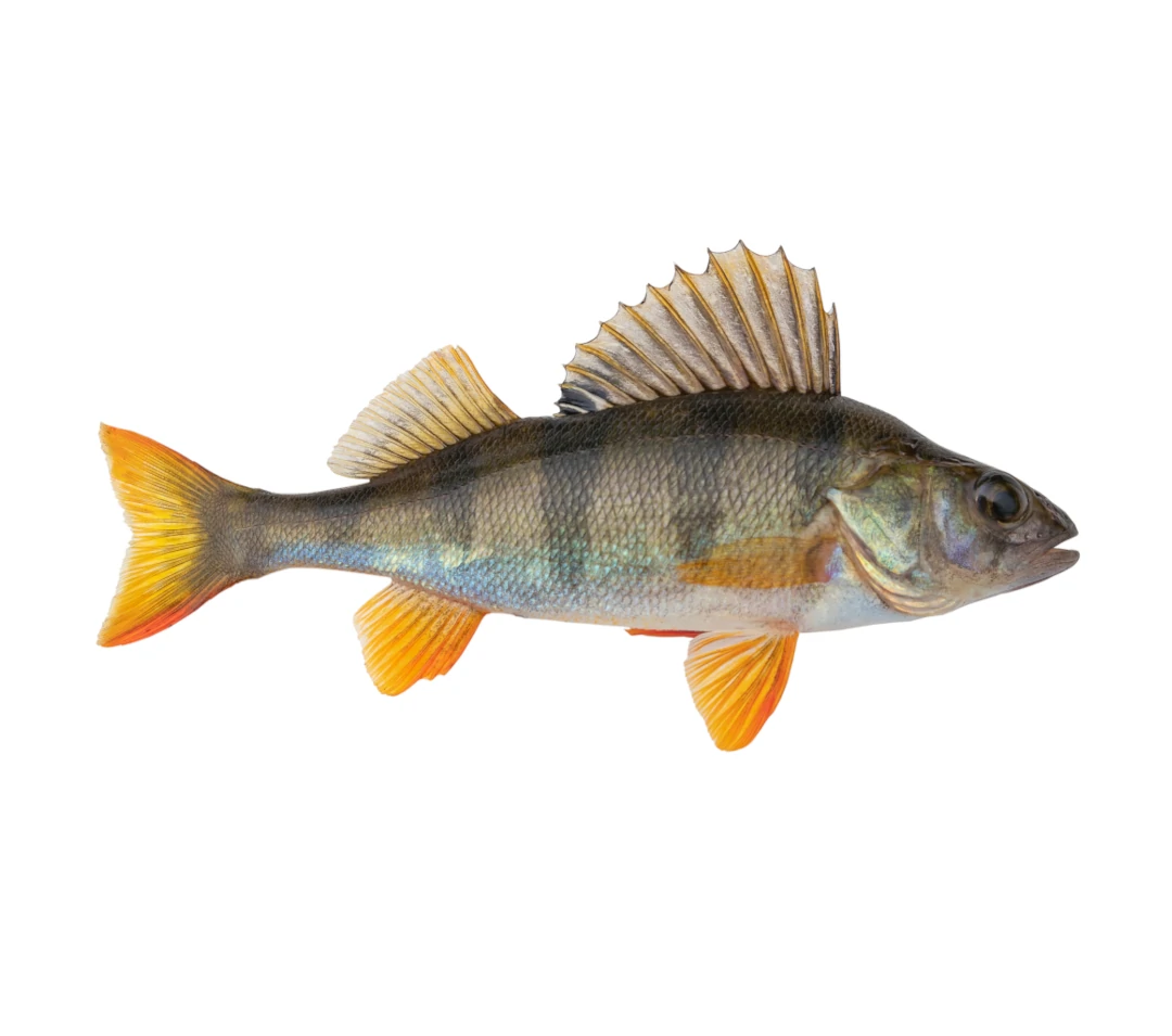 Okon-EVIS-ryby-swieze