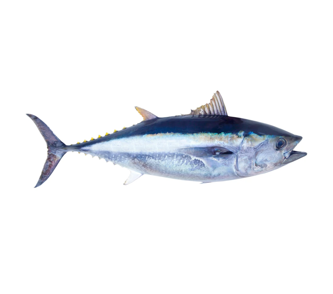 Tunczyk-zoltopletwa-EVIS-ryby-mrozone